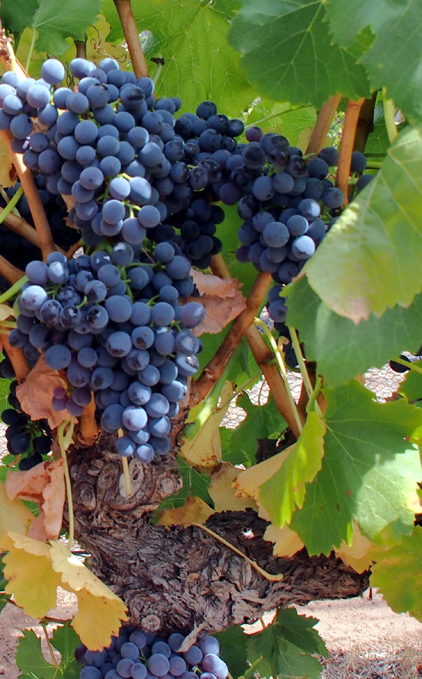grapes