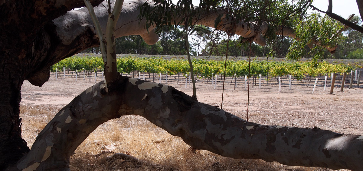 vineyard photo